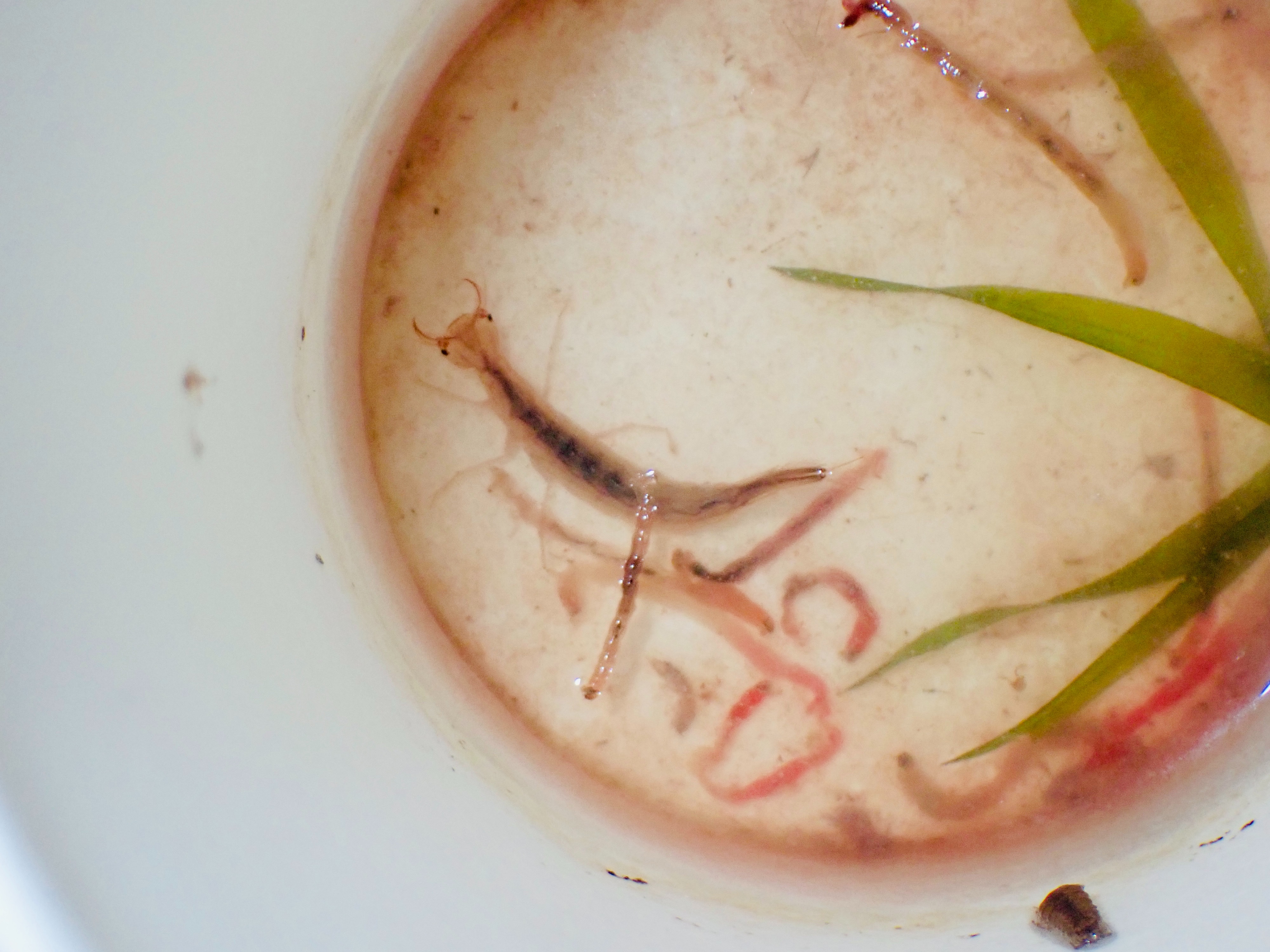 f:id:moi56nature:20221120112242j:image