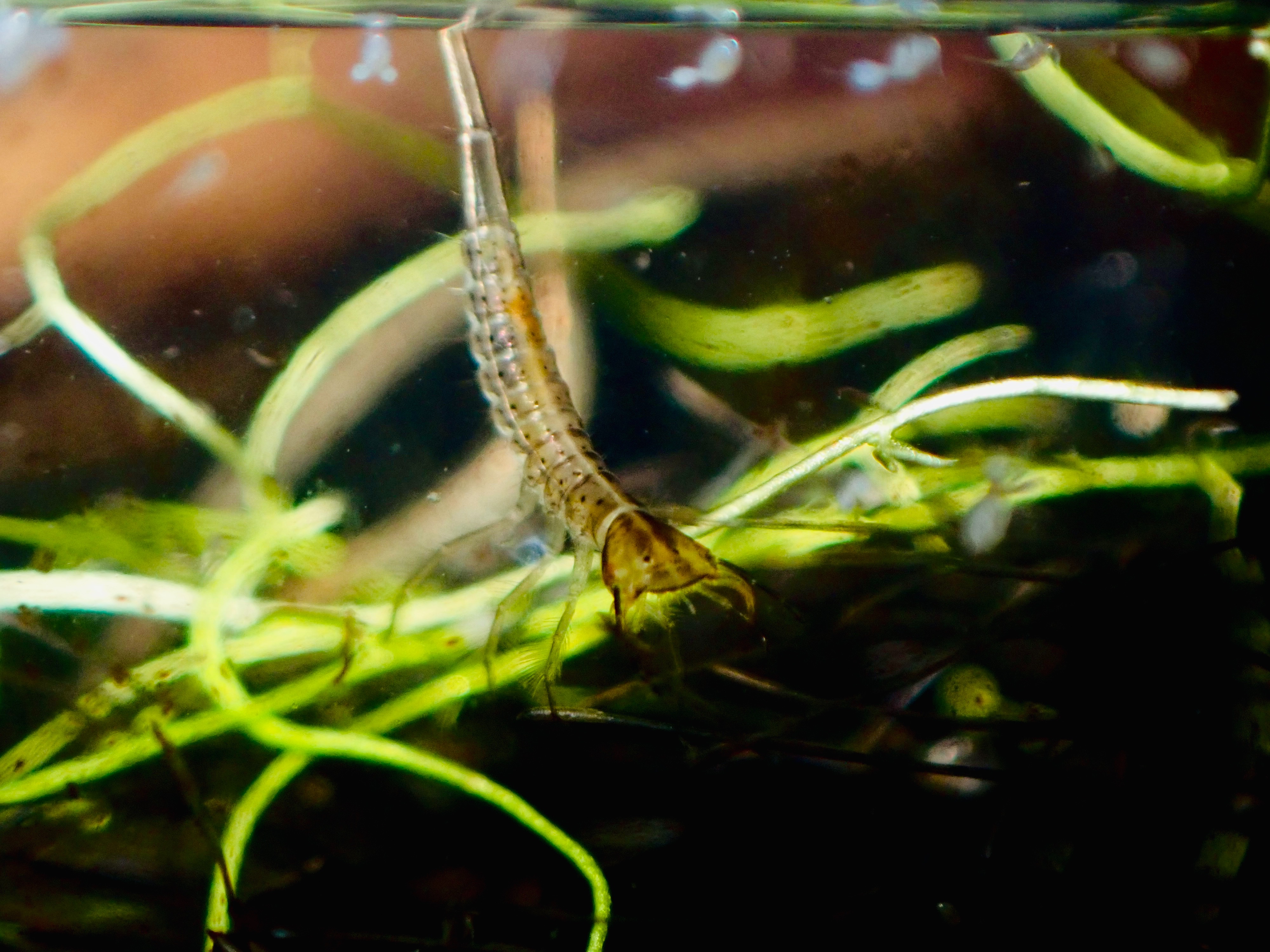 f:id:moi56nature:20221120112410j:image