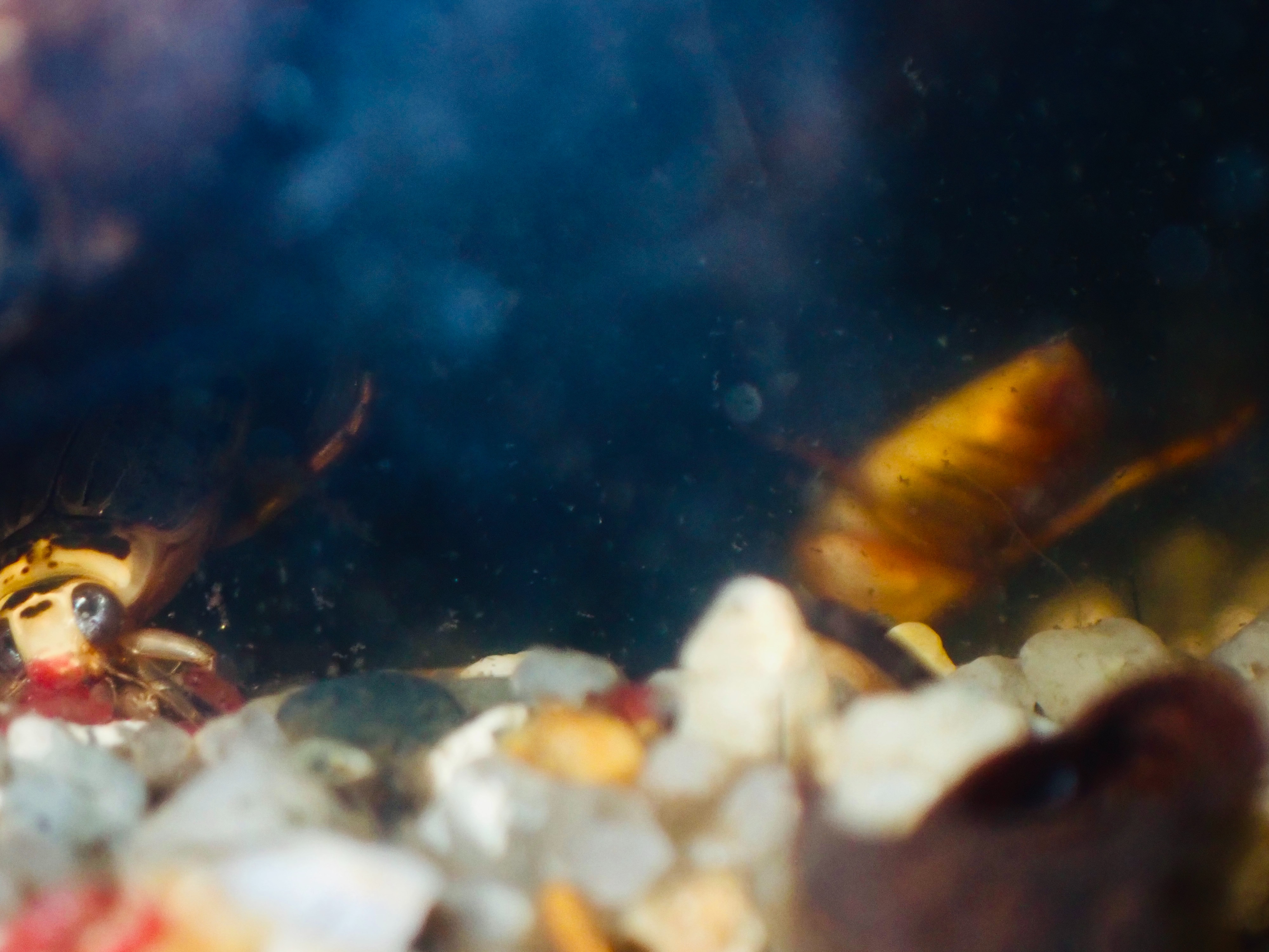 f:id:moi56nature:20230510201020j:image