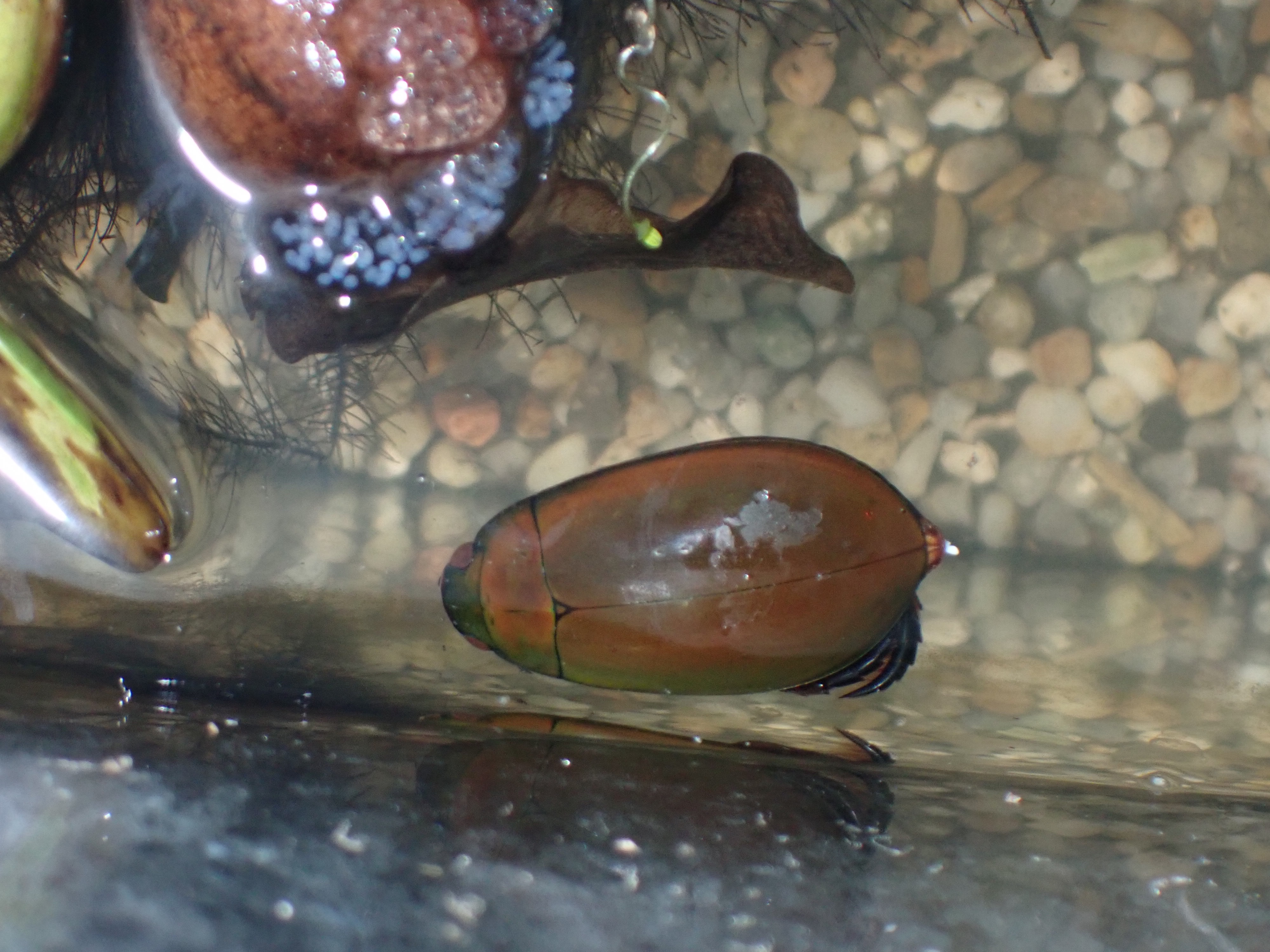 f:id:moi56nature:20230510201223j:image