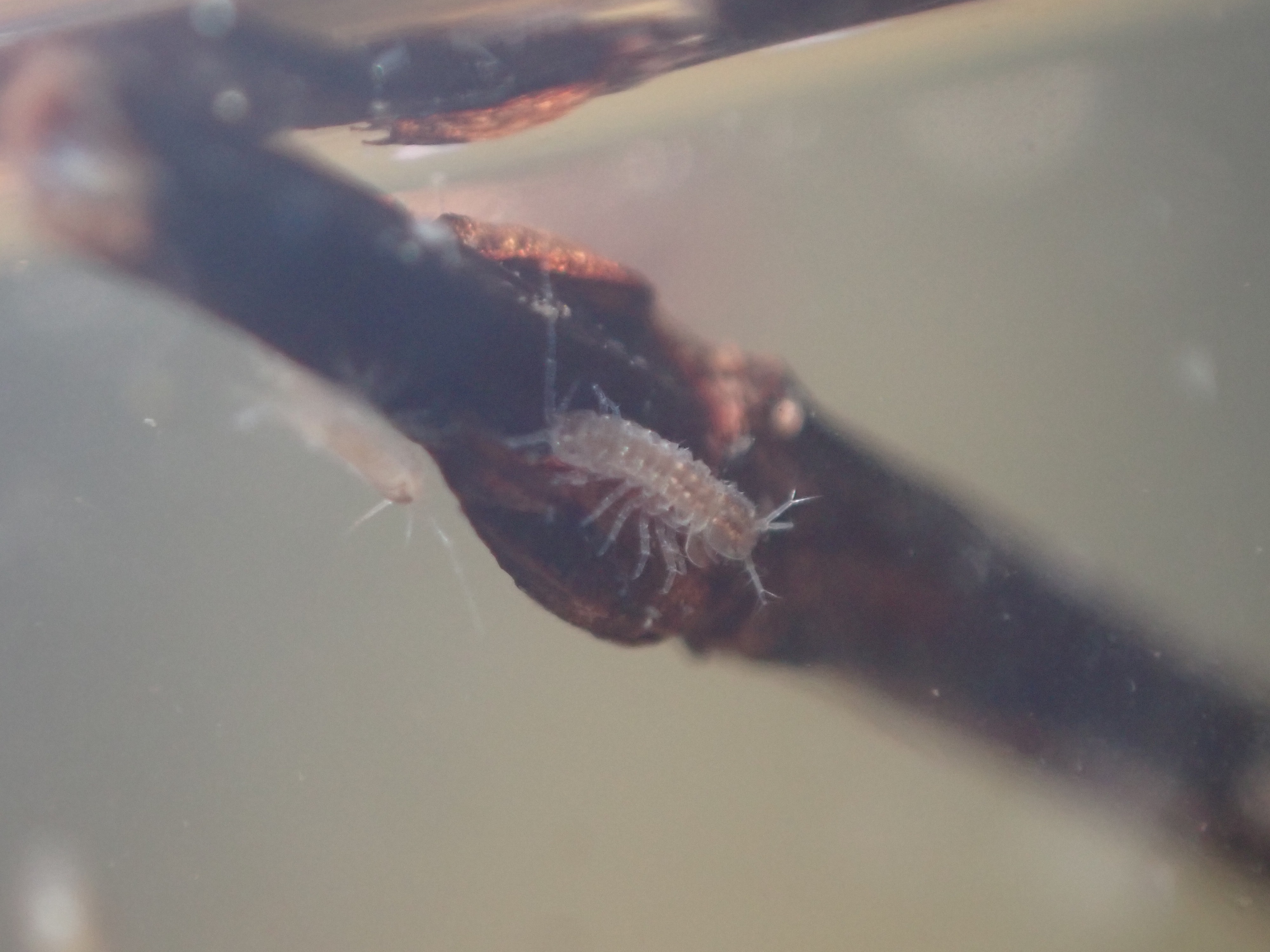f:id:moi56nature:20230510201303j:image