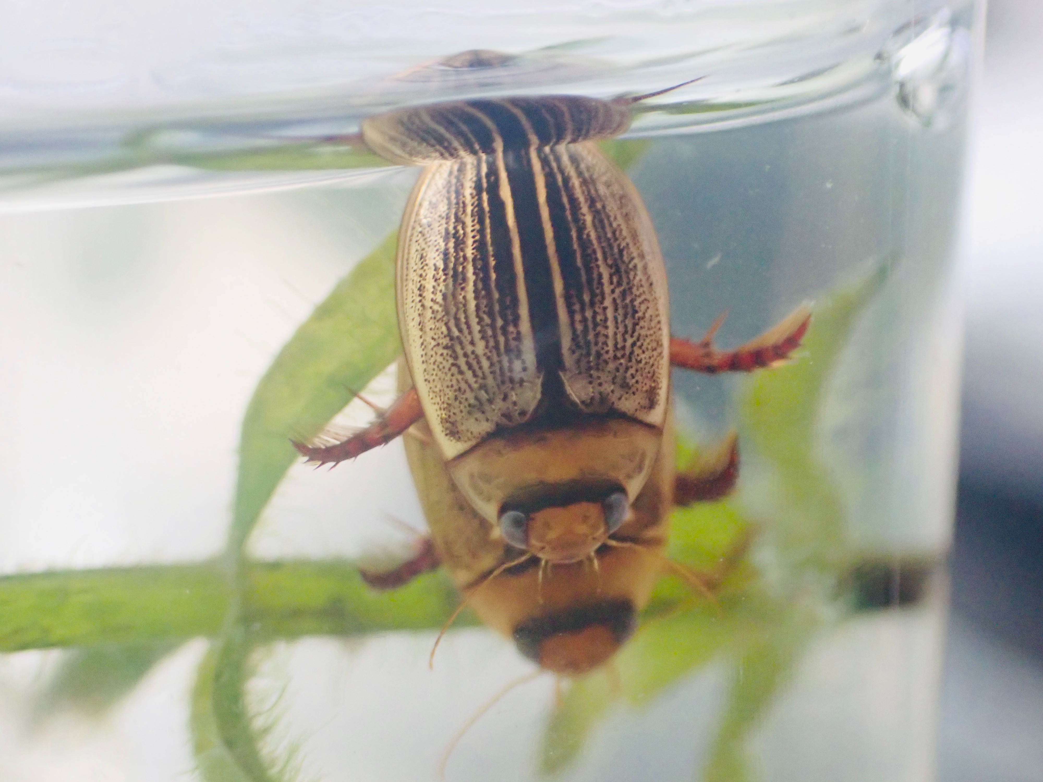 f:id:moi56nature:20230530131232j:image