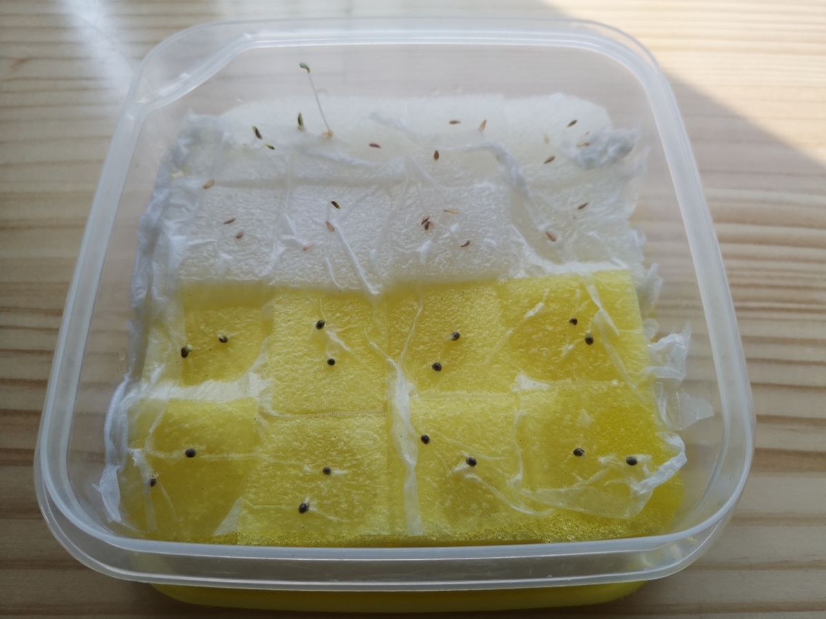 f:id:moiron:20210413001802j:plain