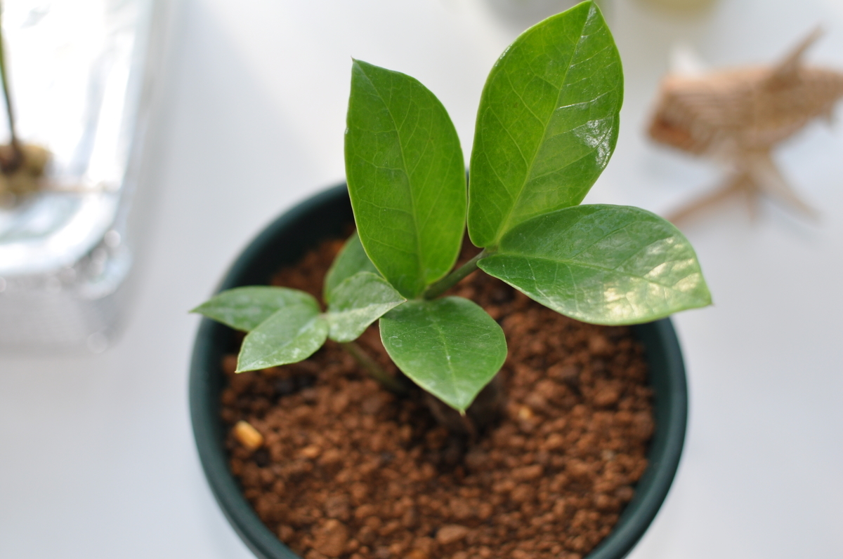 792円 2021人気No.1の ザミオクルカス ザミフォ―リア 3.5号 3.5寸 32cm zamioculcas zamiifolia zanzibar gem zzplants 観葉植物 ソテツバカイウ ザンジバルの宝石 不滅の植物 永遠の植物 耐陰性 育てやすい 育て方ガイド付き 送料無料 792円 2021人気No.1の ザミオクルカス ザミフォ―リア 3.5号 3.5寸 32cm zamioculcas zamiifolia zanzibar gem zzplants 観葉植物 ソテツバカイウ ザンジバルの宝石 不滅の植物 永遠の植物 耐陰性 育てやすい 育て方ガイド付き 送料無料