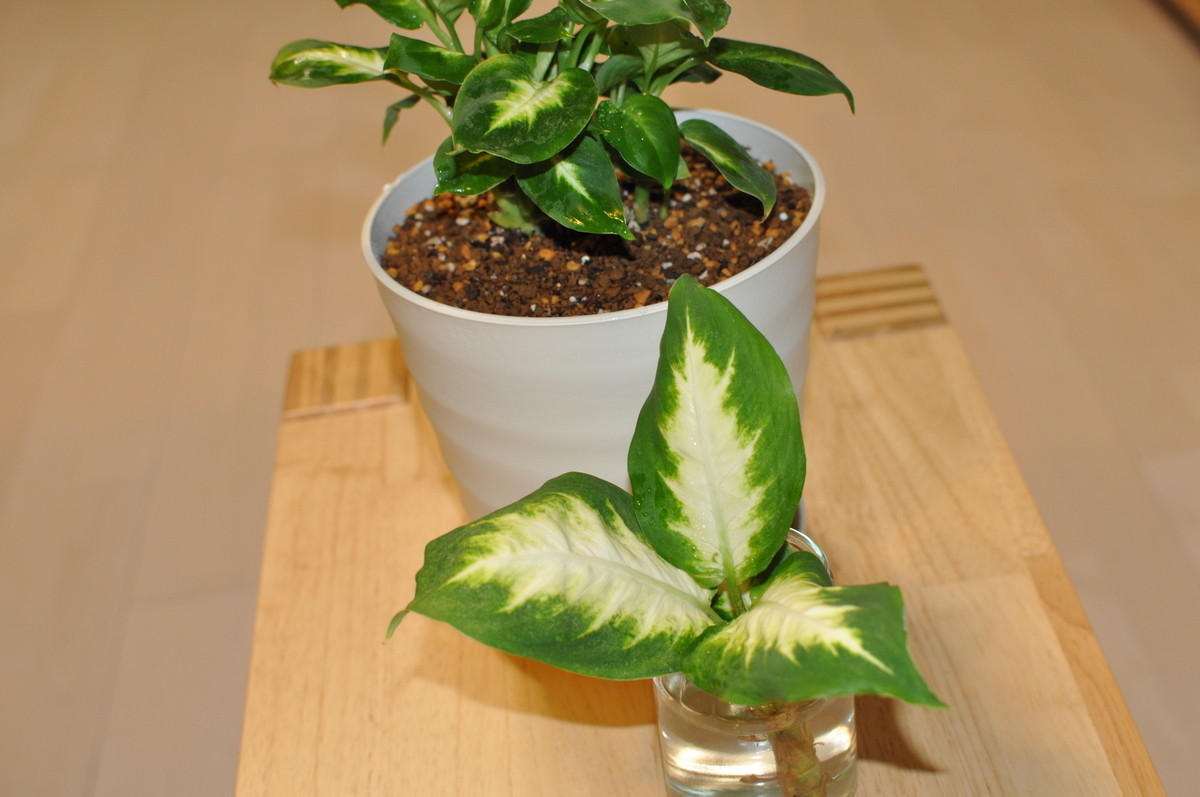 ディフェンバキアカミーラを水挿しで増やしてみる Dieffenbachia 水耕栽培 増やし方 モノデアソブ