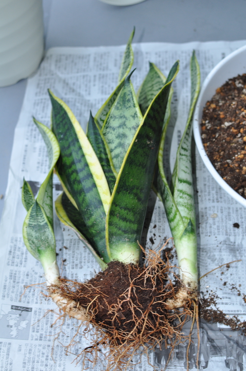 f:id:moiron:20210918221222j:plain