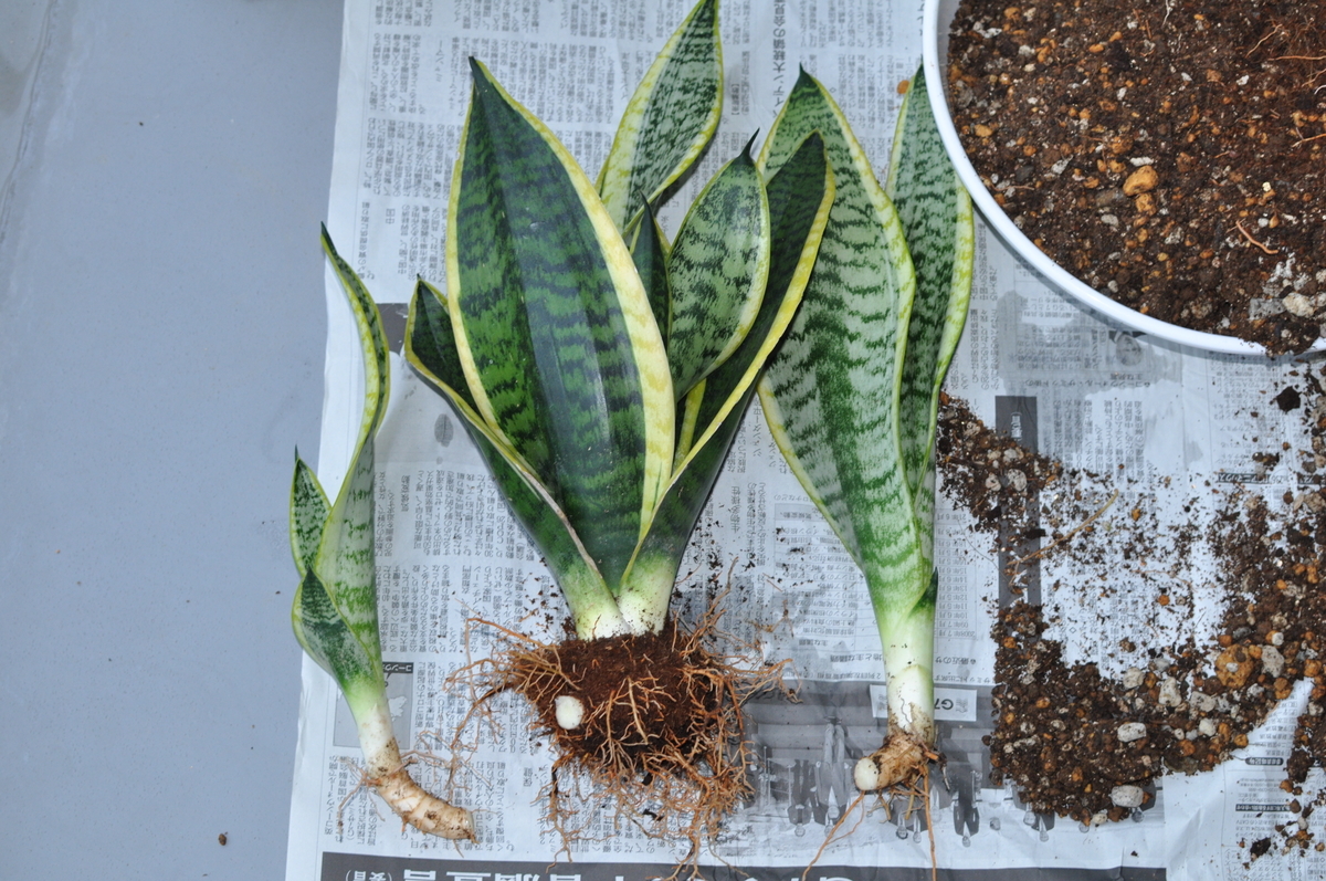 f:id:moiron:20210918221920j:plain