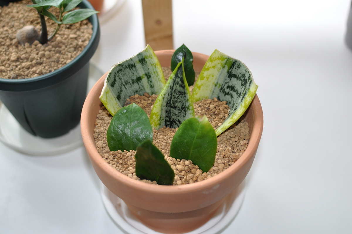 f:id:moiron:20210918222514j:plain