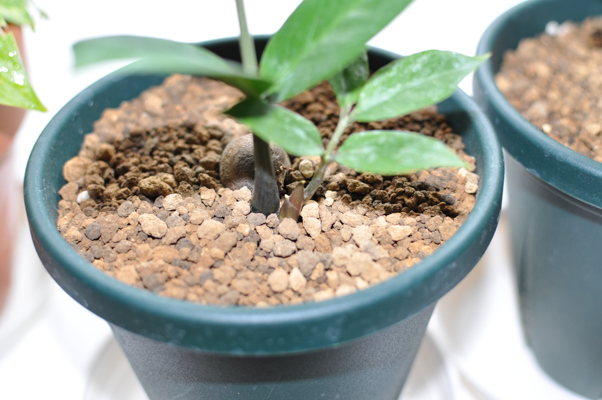 f:id:moiron:20211002233326j:plain