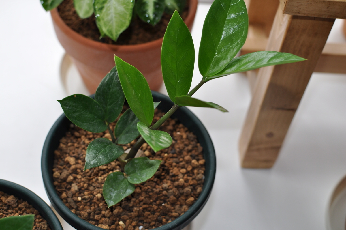 f:id:moiron:20211002234446j:plain