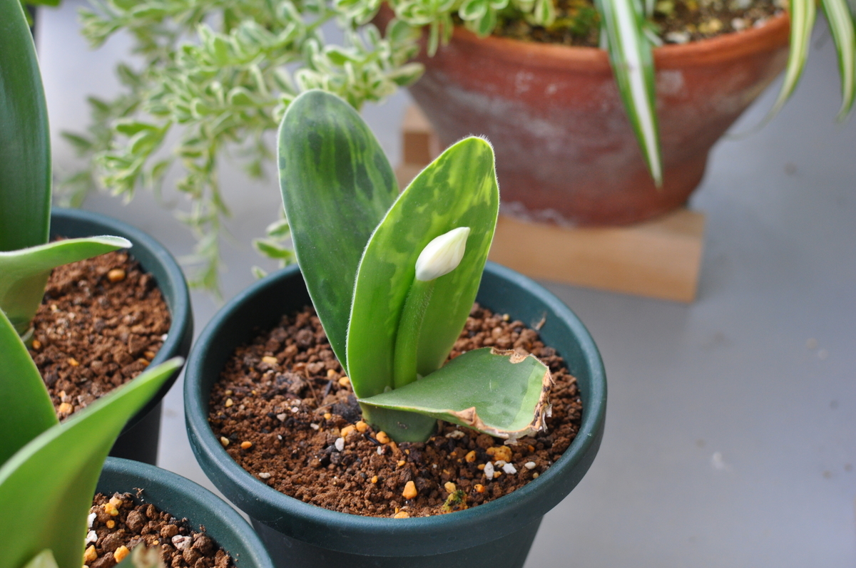 君子蘭と一緒に我が家に来た謎の観葉植物はマユハケオモトでした Haemanthus Albiflos ハエマンサス モノデアソブ