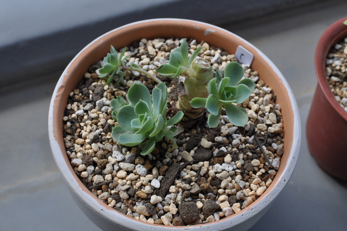 f:id:moiron:20211114215830j:plain