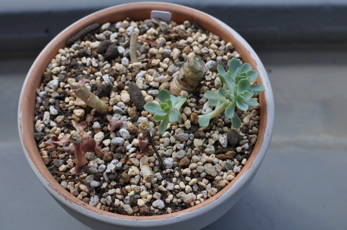 f:id:moiron:20211114215838j:plain