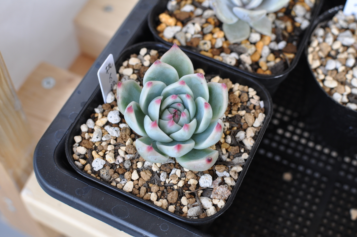 最近買った多肉植物エケベリア 桃太郎 の姿が違いすぎる - モノデアソブ