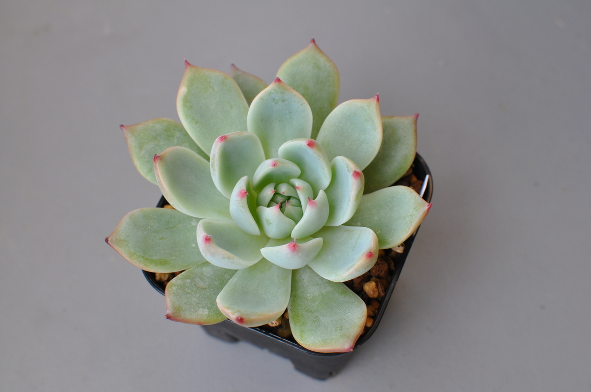 f:id:moiron:20211213010617j:plain