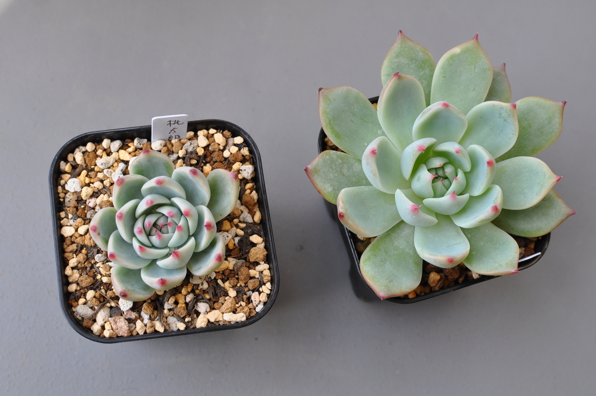 f:id:moiron:20211213010751j:plain