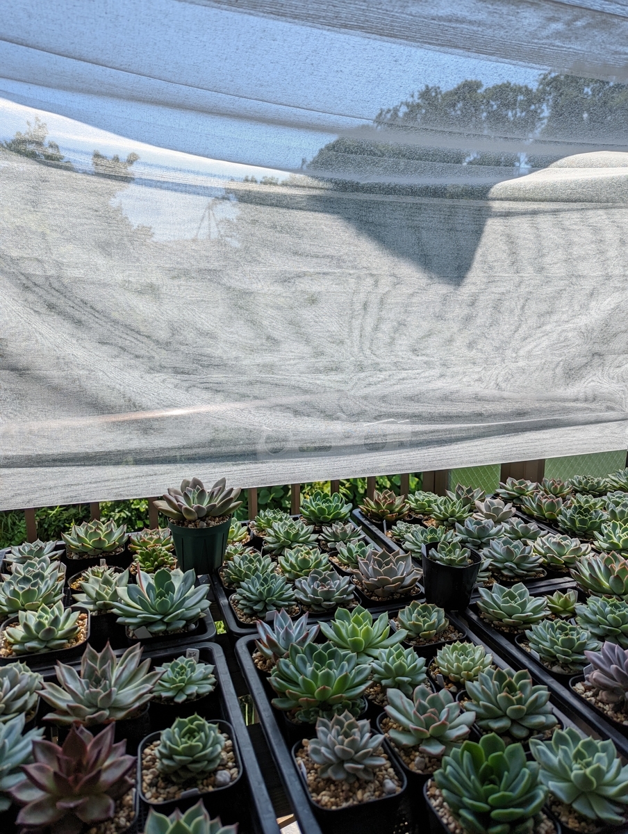 夏の多肉植物に必要とされる遮光 ベランダ育成で朝から夕方まで日差しが当たっている訳ではない場合の遮光率は モノデアソブ