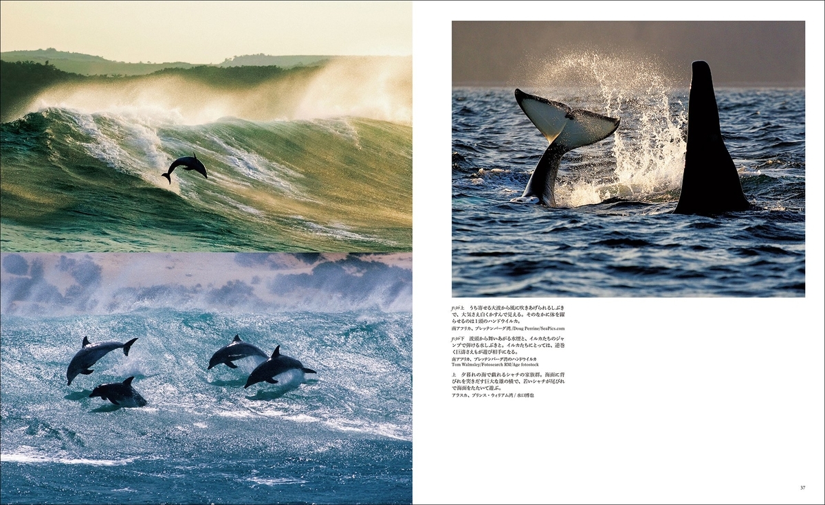 シャチ写真約1点掲載 世界で一番美しいシャチ図鑑 Mojiru もじをもじる シャチ写真約1点掲載 世界で一番美しいシャチ図鑑 Mojiru もじをもじる