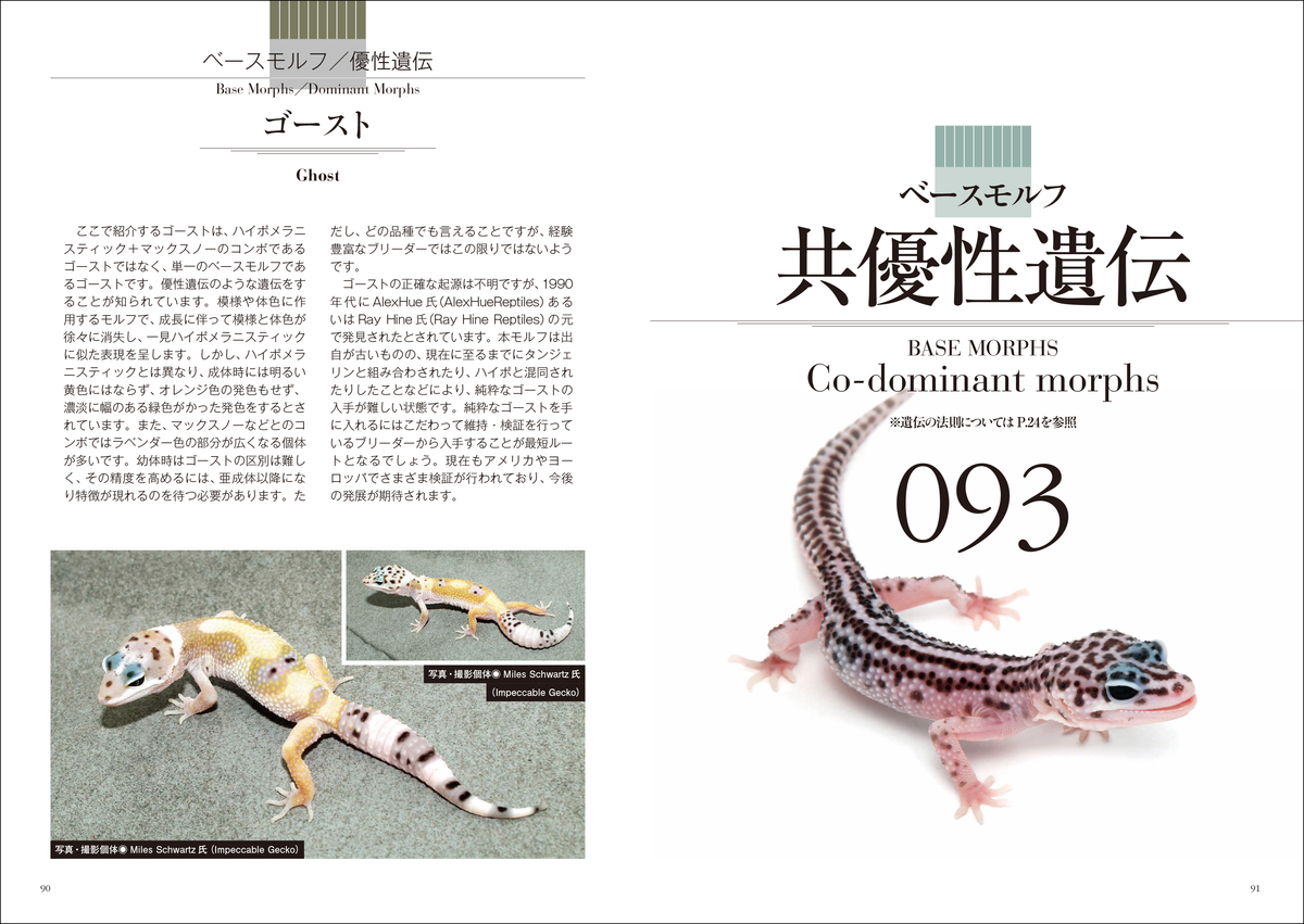 ヒョウモントカゲモドキの品種写真800点公開図鑑 - mojiru【もじ