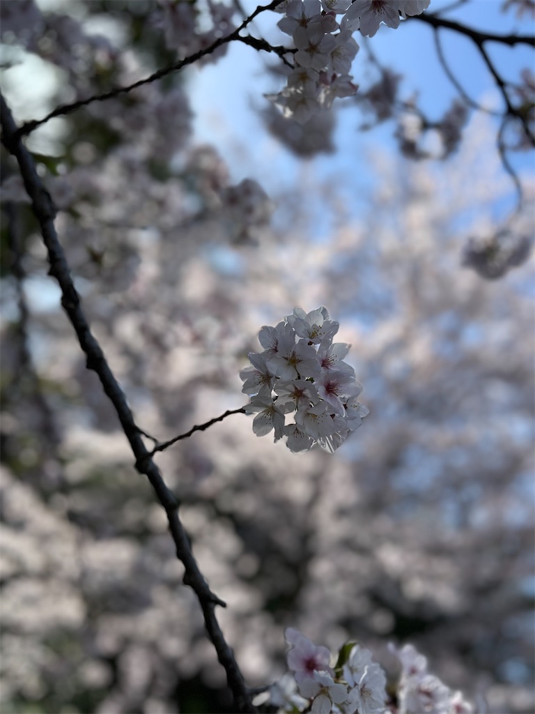f:id:moka-parfait:20250409211918j:image