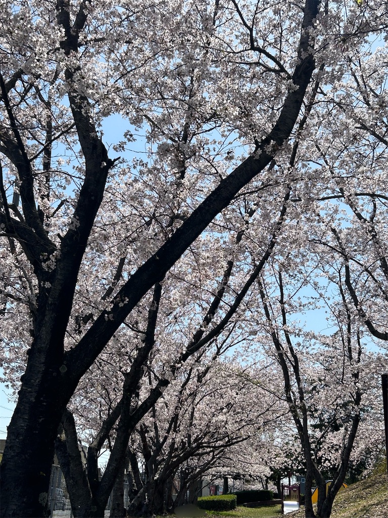 f:id:moka-parfait:20250409211925j:image