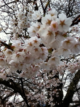 f:id:mokachi99:20110522002419j:image f:id:mokachi99:20110522002419j:image