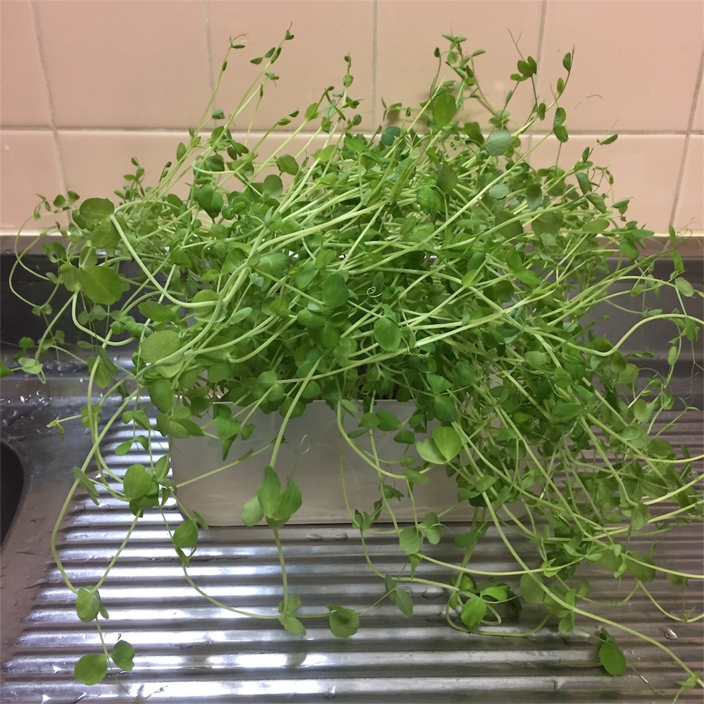 f:id:mokamaru:20170417002713j:image f:id:mokamaru:20170417002713j:image