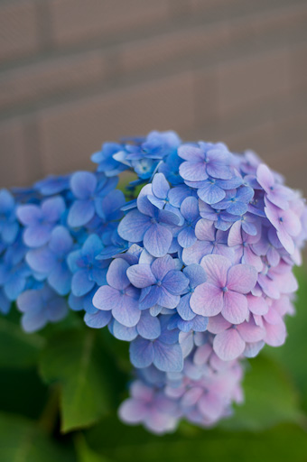 f:id:mokeke666:20101108132939j:image