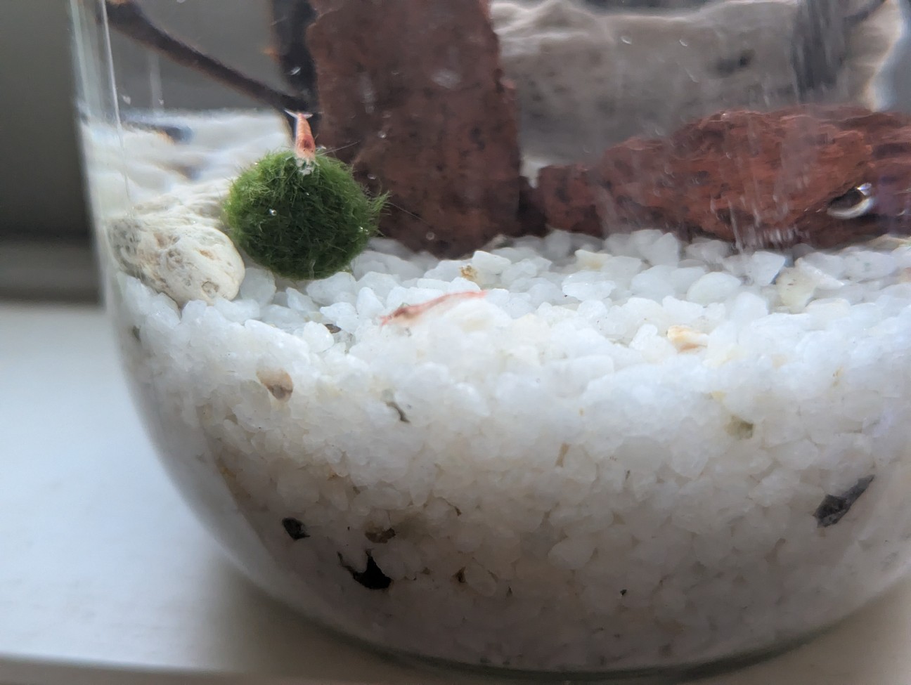 f:id:mokizoaqua:20260607185404j:image