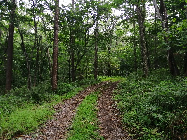 f:id:mokkorotanko0713:20190818194955j:image f:id:mokkorotanko0713:20190818194955j:image