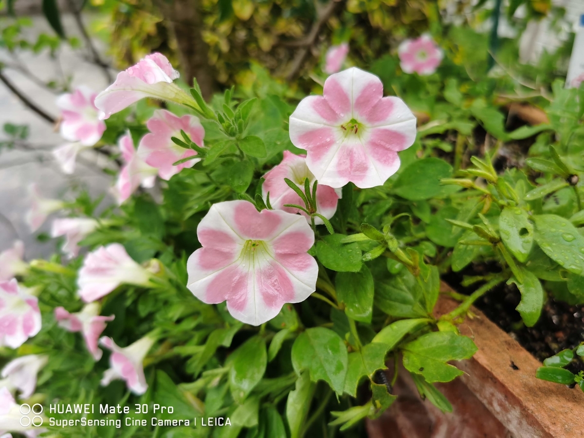 f:id:mokku1014:20200711222718j:plain f:id:mokku1014:20200711222718j:plain