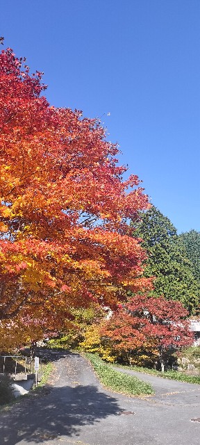 f:id:mokkun49:20251109162054j:image f:id:mokkun49:20251109162054j:image