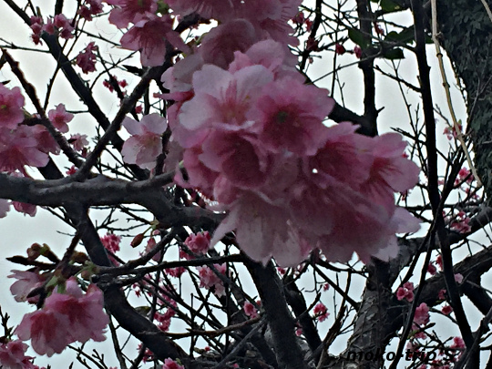 沖縄　桜