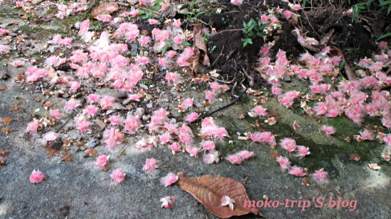 Barringtonia Racemosaサガリバナ