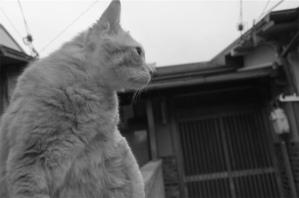 f:id:moko0908:20210416203043j:image