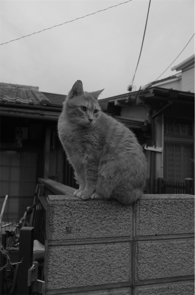 f:id:moko0908:20210416203049j:image