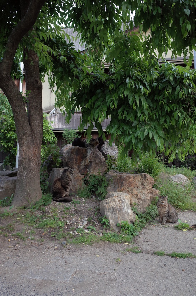 f:id:moko0908:20210510142838j:image
