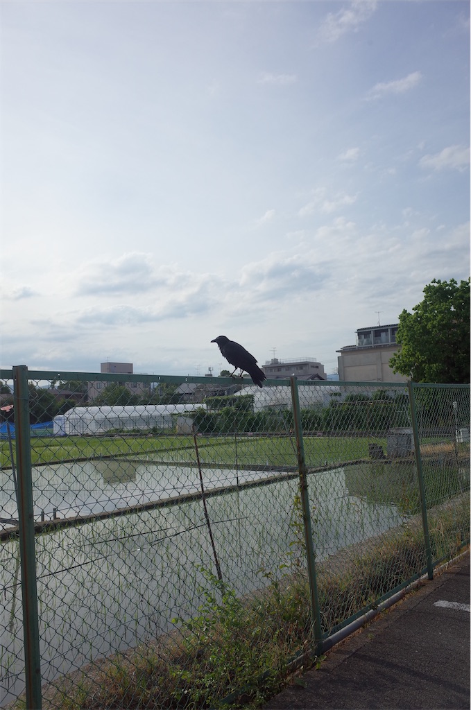 f:id:moko0908:20210611214633j:image