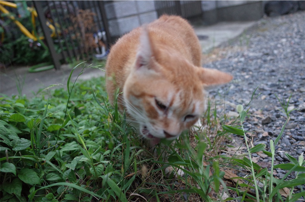 f:id:moko0908:20210728214321j:image