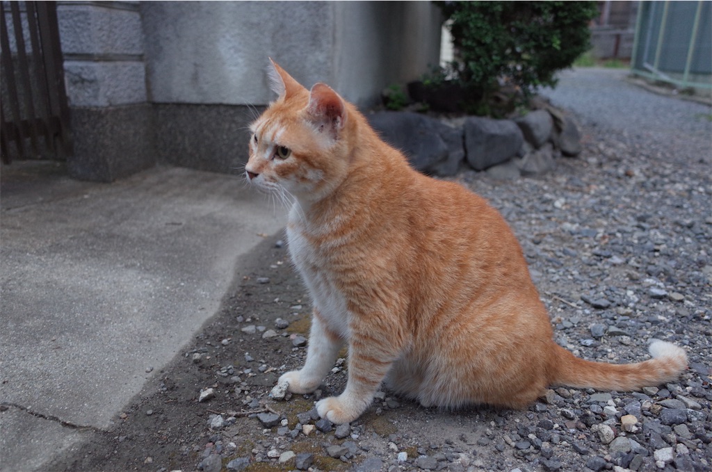 f:id:moko0908:20210728214324j:image