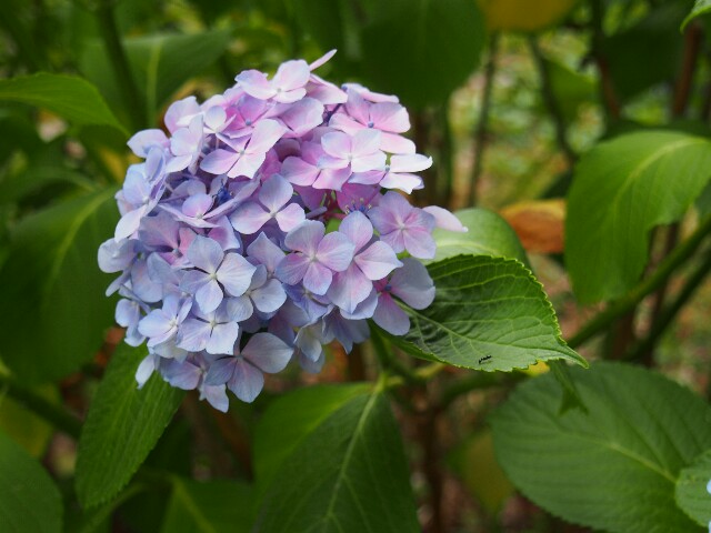 f:id:mokohan:20170622220422j:image f:id:mokohan:20170622220422j:image
