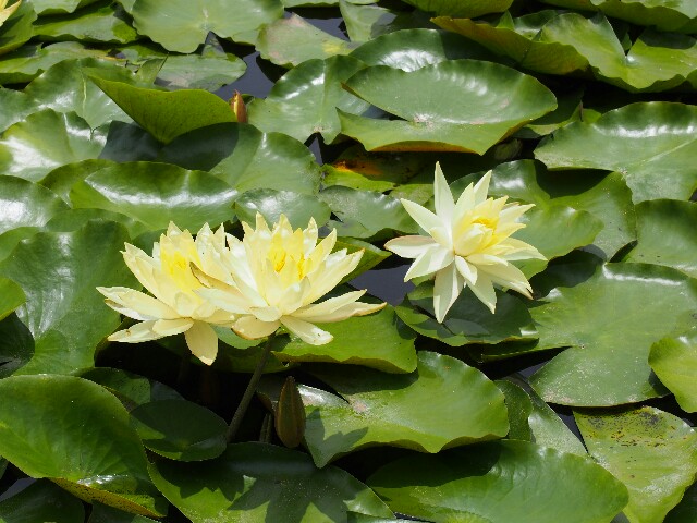 f:id:mokohan:20170622221010j:image f:id:mokohan:20170622221010j:image