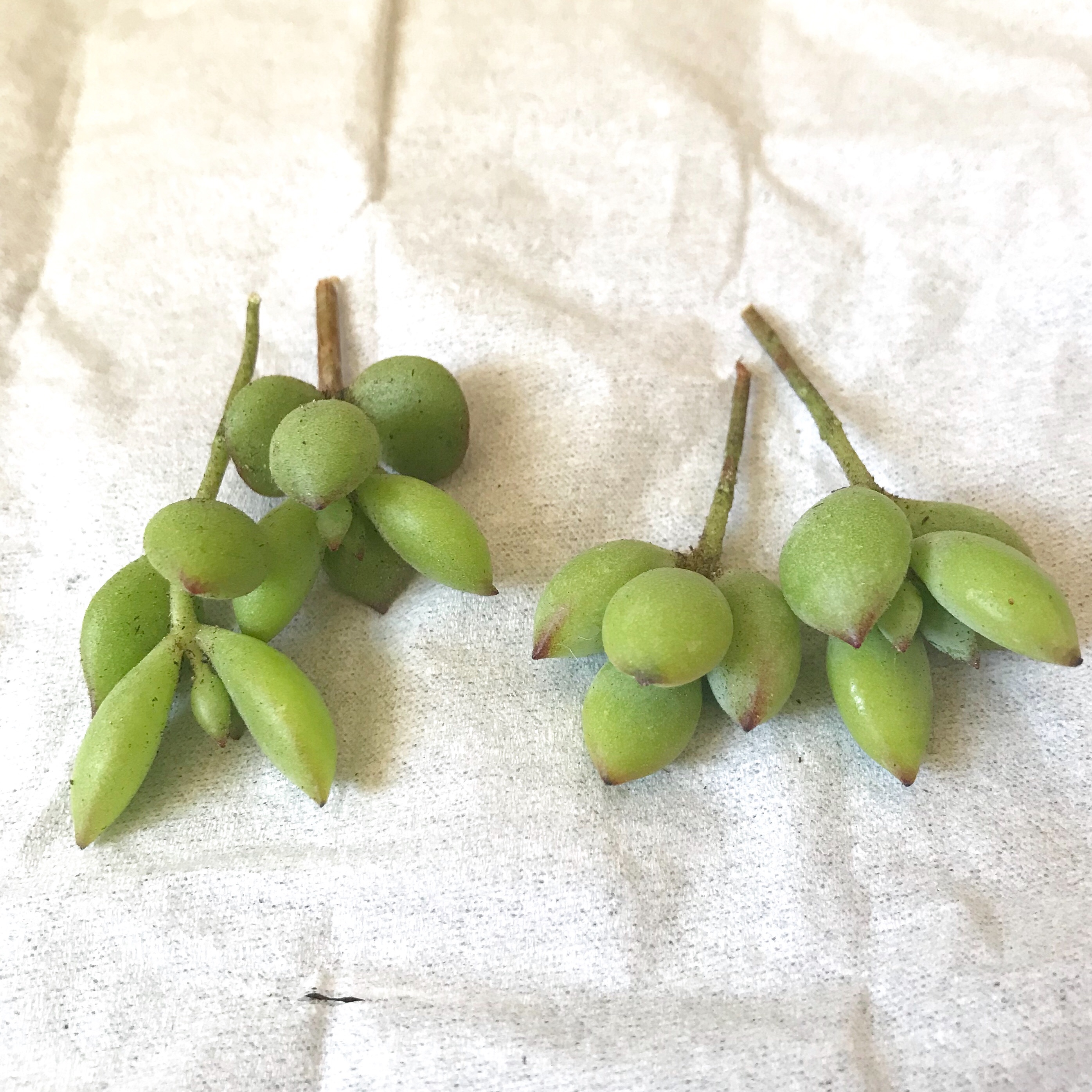 ペンデンス　抜き苗① 多肉植物 コチレドン ペンデンス 抜き苗 - メルカリ