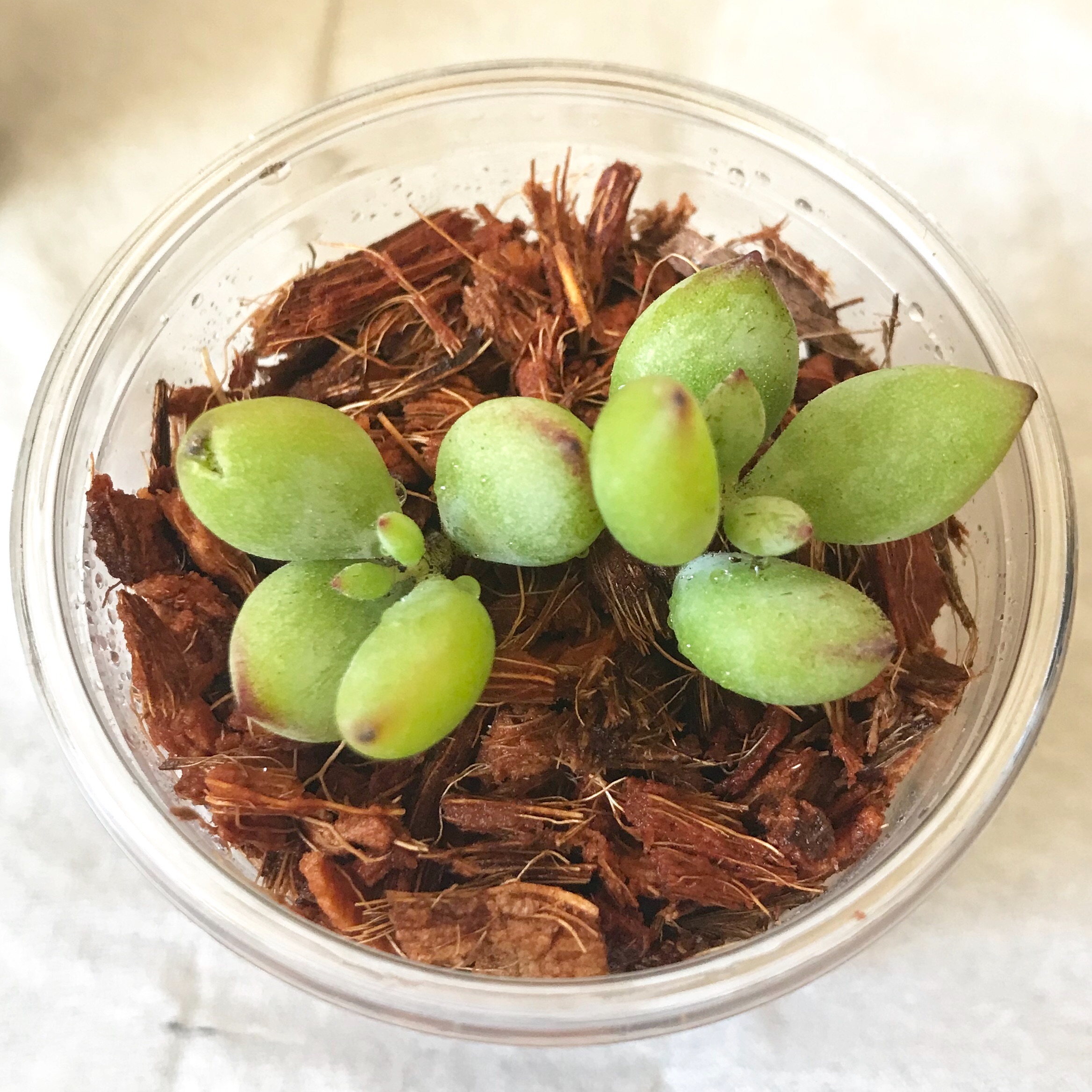 ペンデンス 1 こっちも勝負だ！ - 初心者だけど