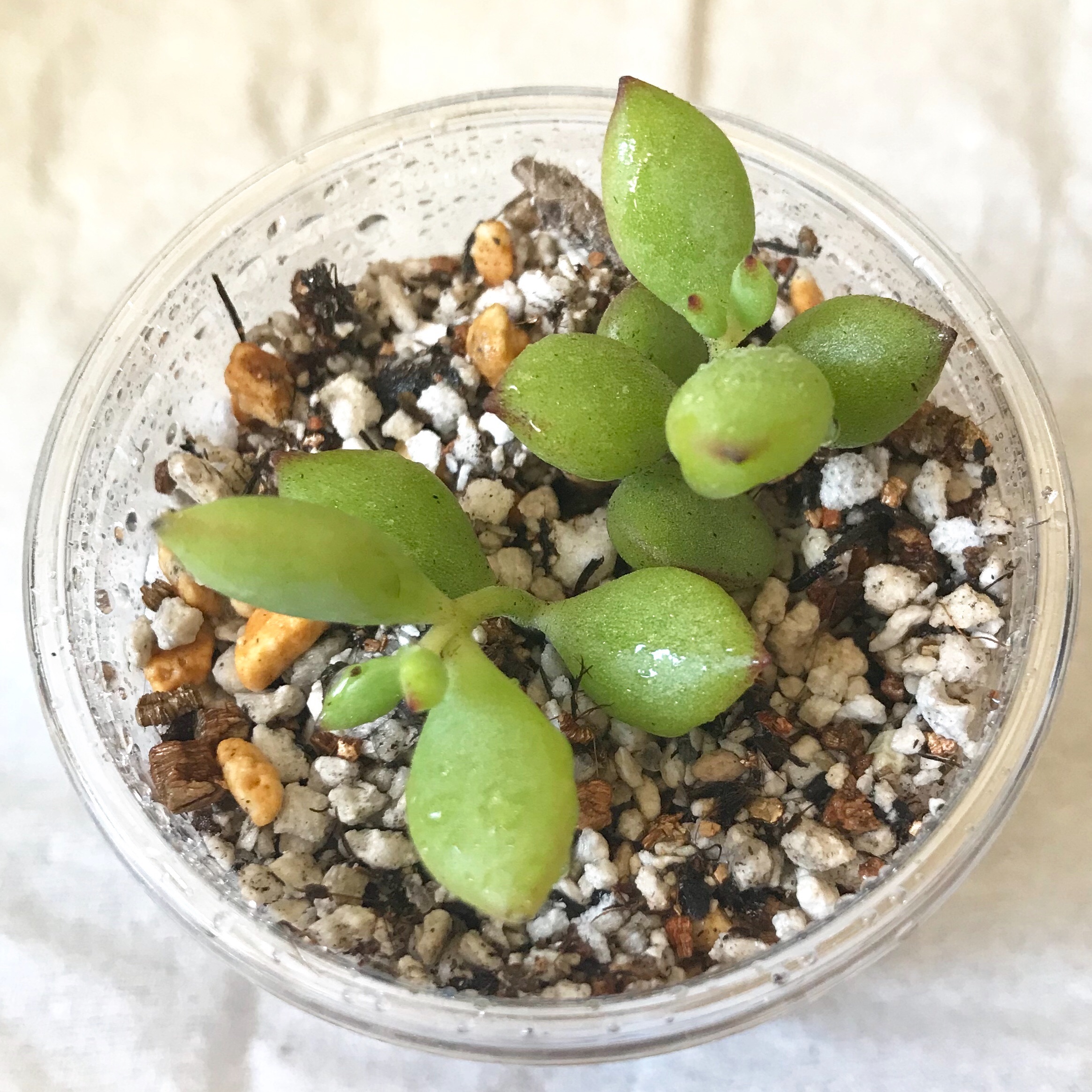 ペンデンス 1 こっちも勝負だ！ - 初心者だけど