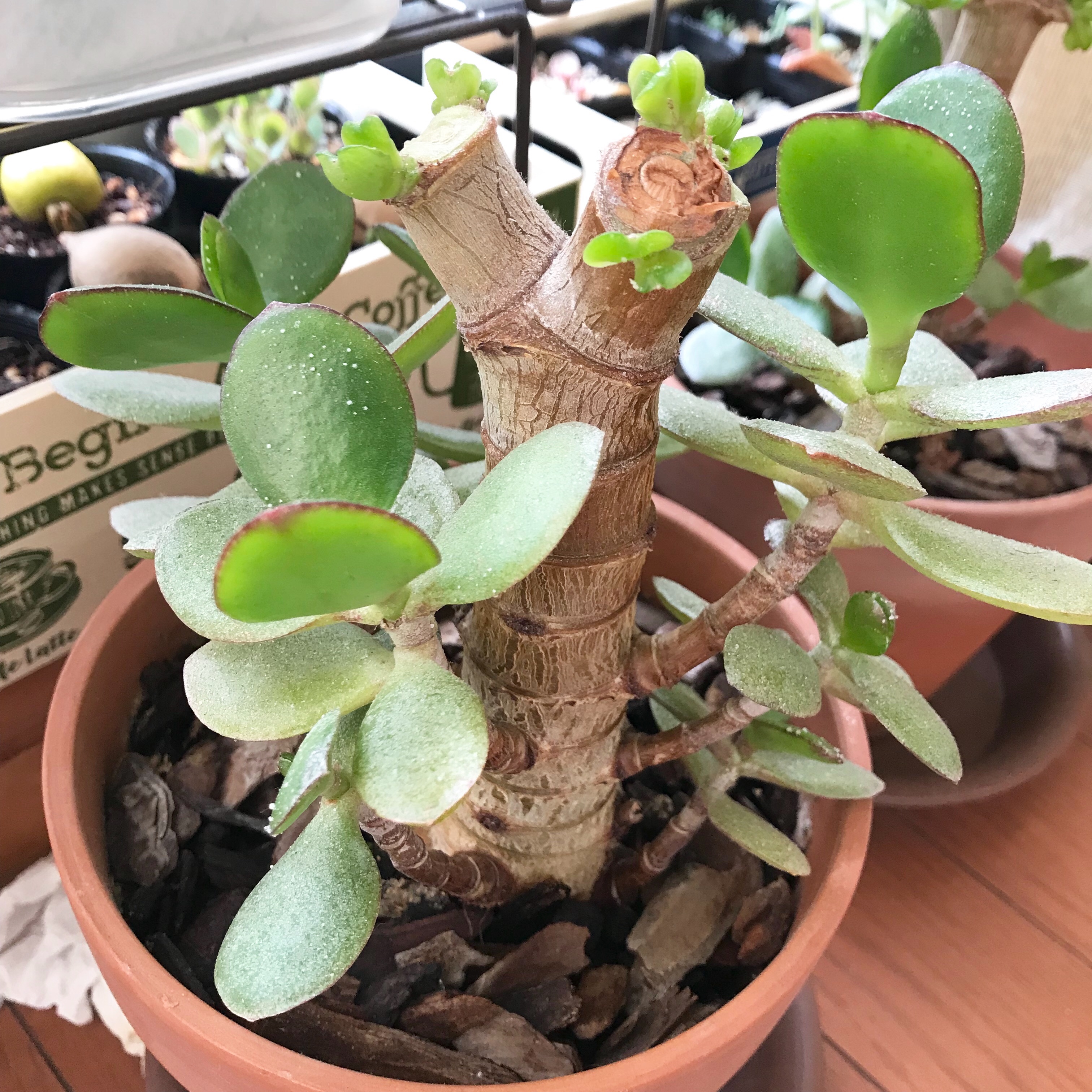 金 の なる 木 病気 白い 粉