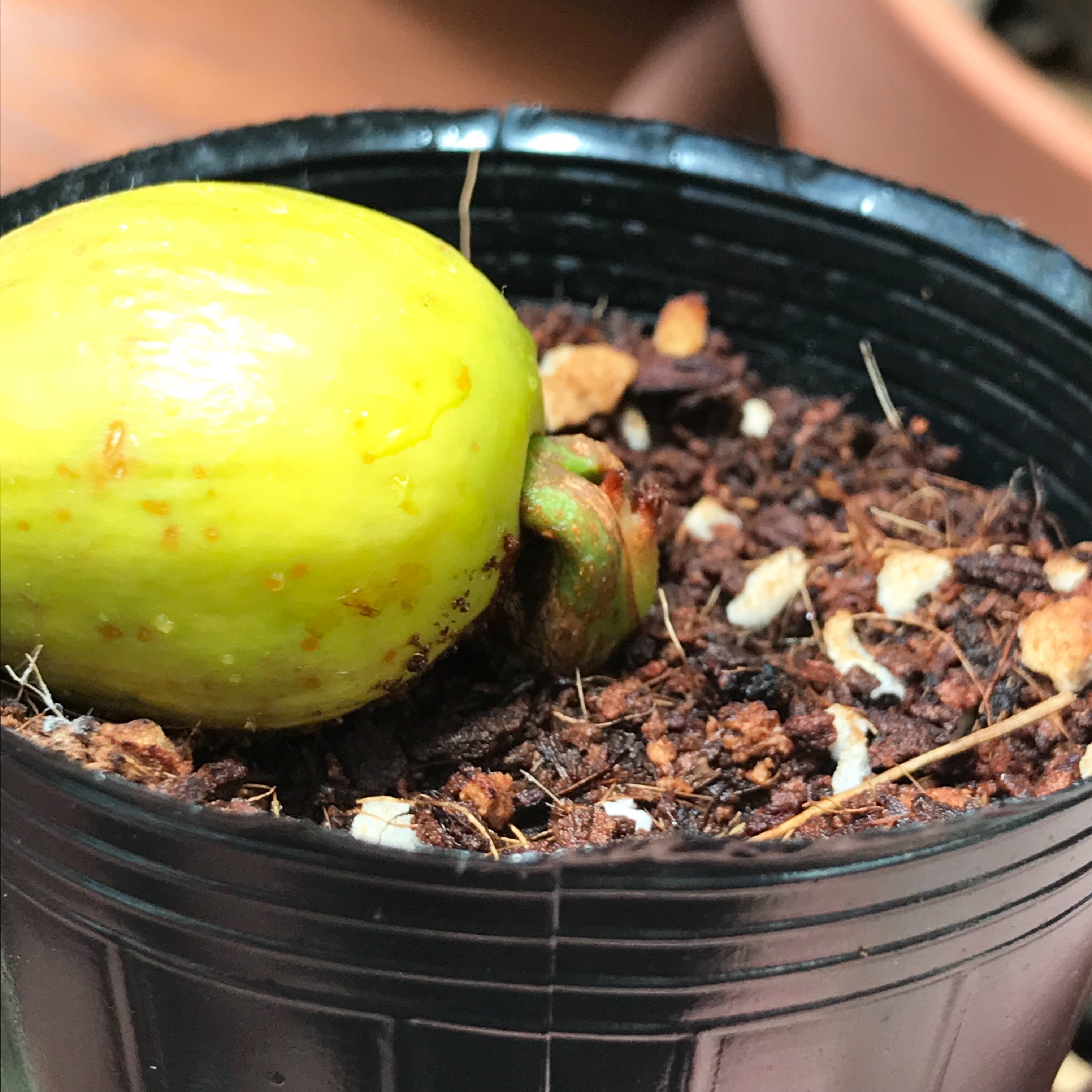 ソテツ 2 長かった… - 初心者だけど