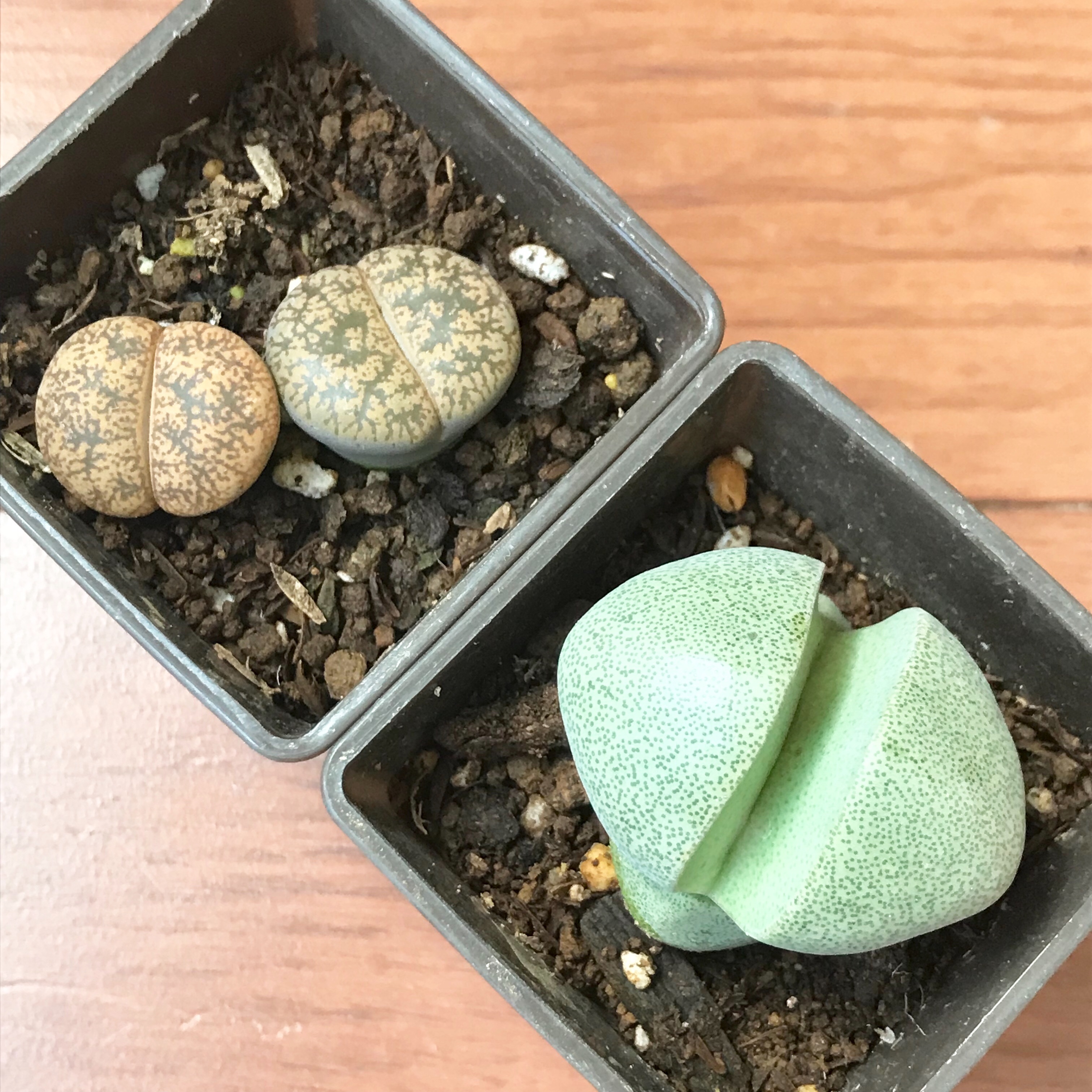 リトープス 3 また買っちゃった - 初心者だけど