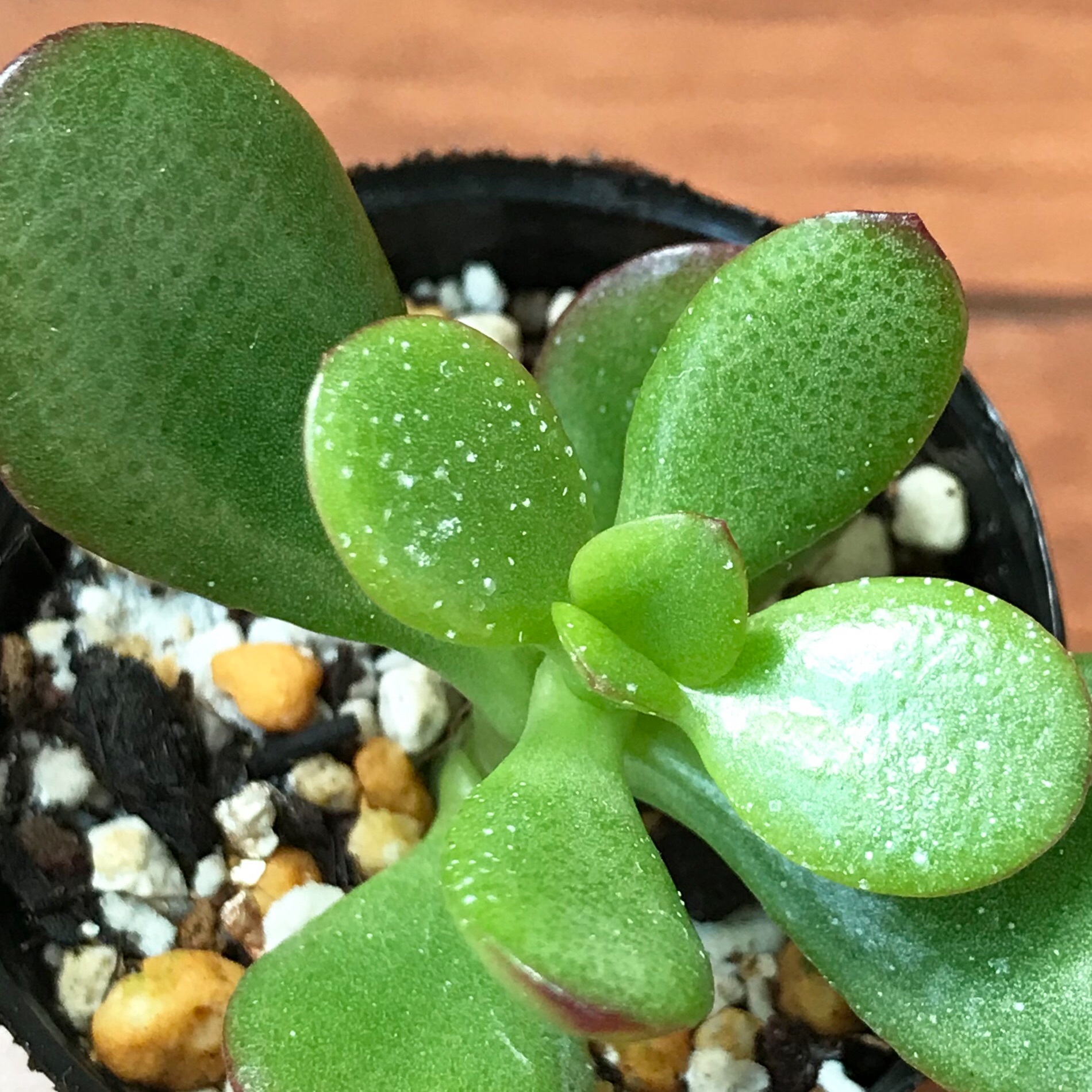 金のなる木 ゴーラム 抜き苗 金のなる木（カネノナルキ）の育て方・栽培