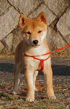 f:id:mokugyo-sin:20210221074945j:plain